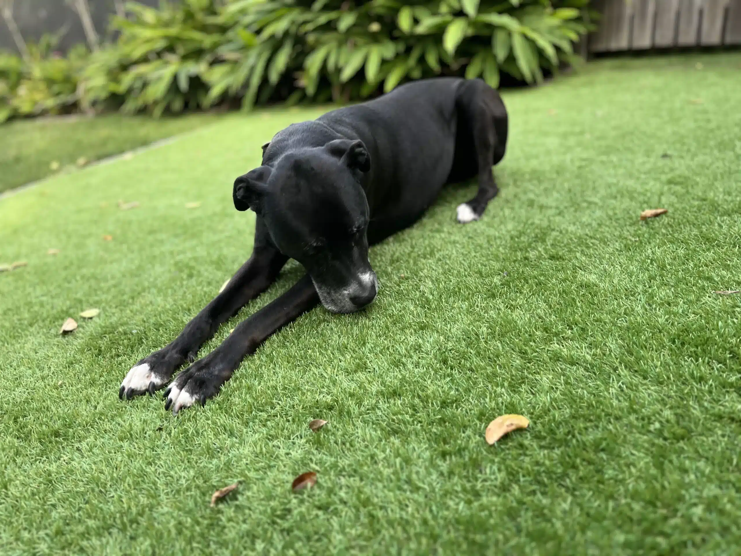 Backyard artificial grass for dogs – Pet Grass Premium Backyard artificial grass for dogs - Pet Grass Premium