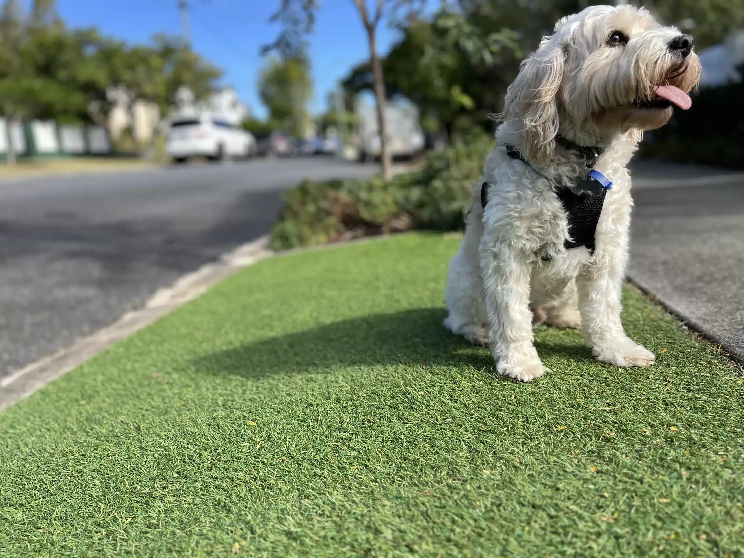 Verge with artificial grass for dogs – Pet Grass Premium Verge with artificial grass for dogs - Pet Grass Premium